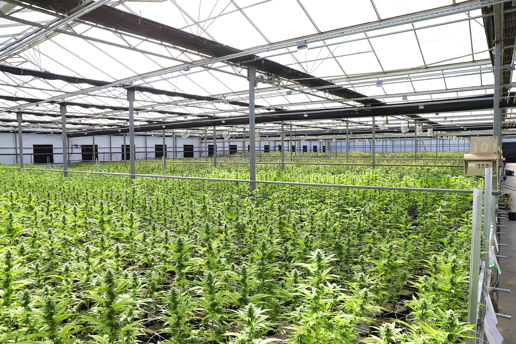 Cannabis Farm